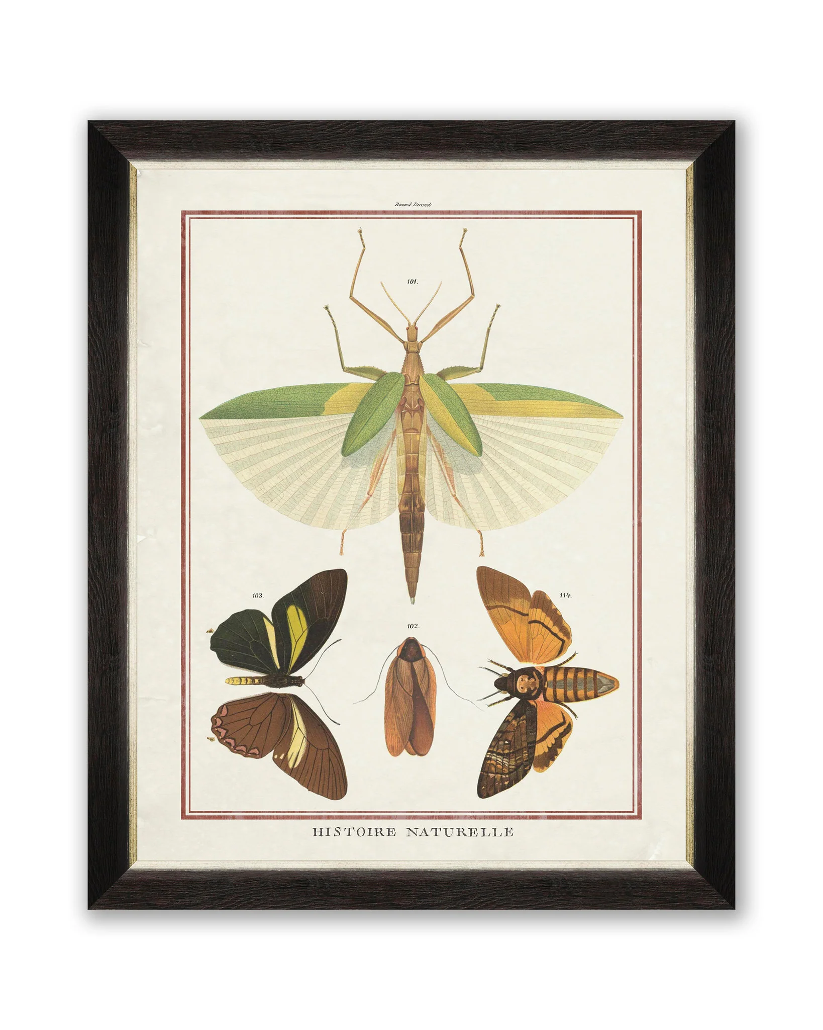 MindtheGap BIODIVERSITY PLATE II FA12396 Wall Art - Image 2