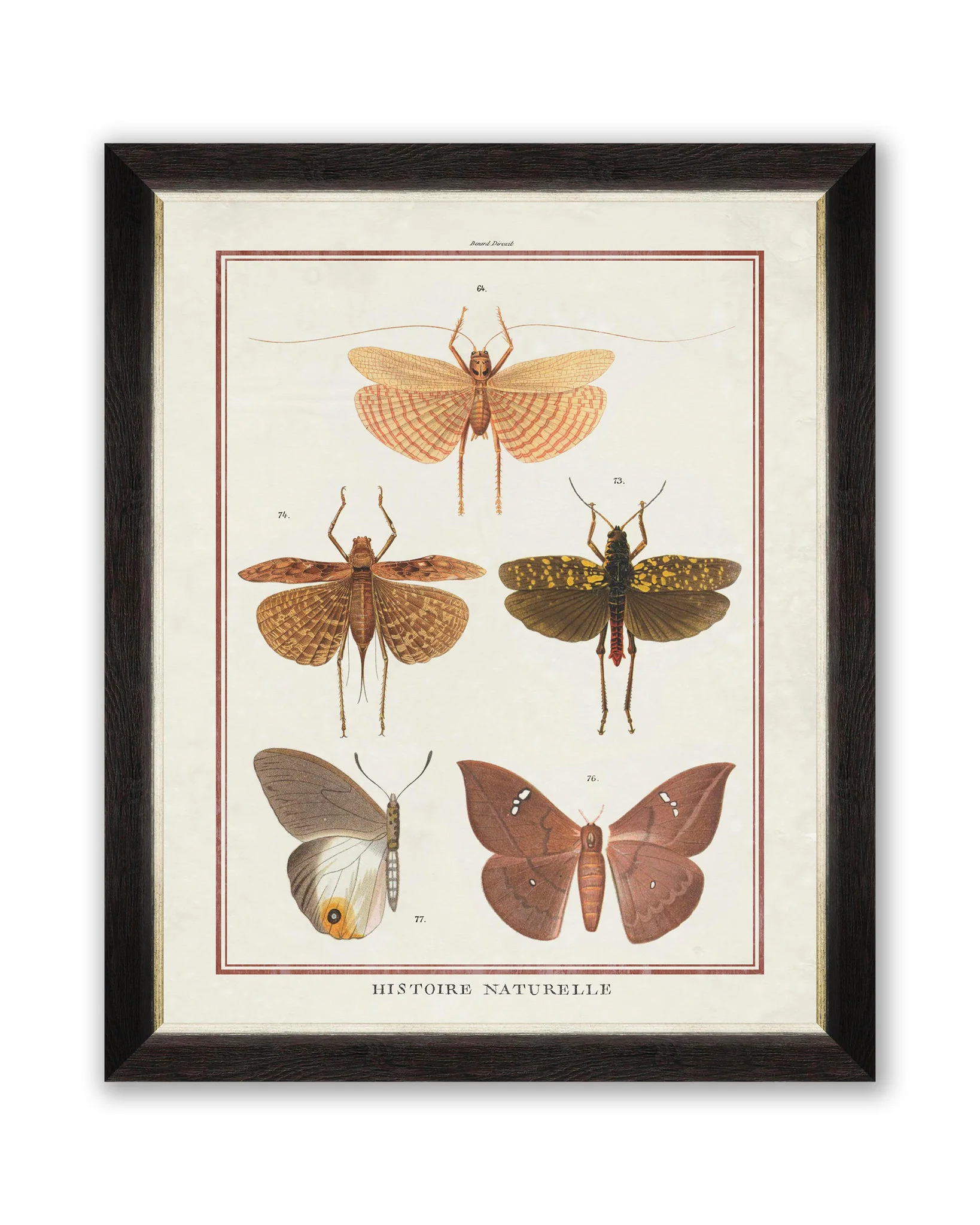 MindtheGap BIODIVERSITY PLATE III FA12398 Wall Art