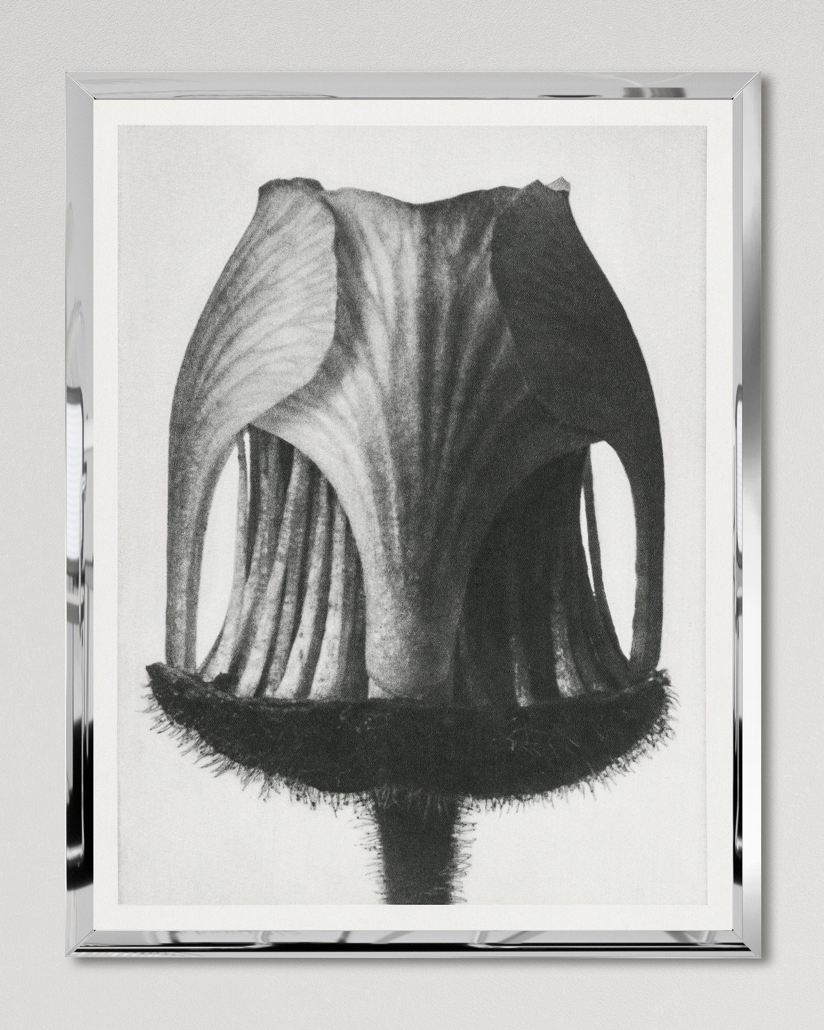 MindtheGap GEUM RIVALE by KARL BLOSSFELD  FA13672 Wall Art - Image 6