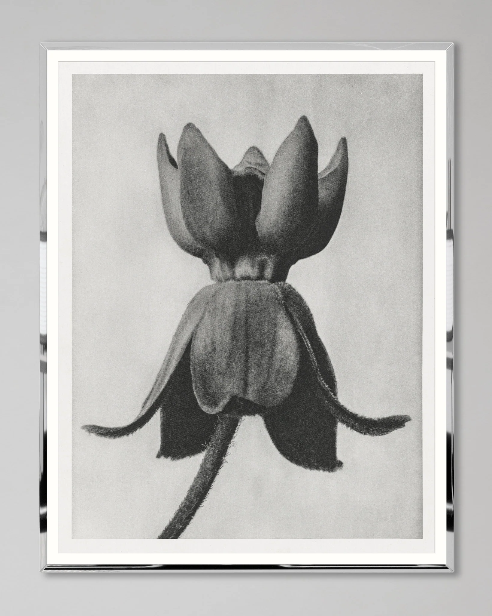 MindtheGap MILKWEED by KARL BLOSSFELD FA13673 Wall Art - Image 3